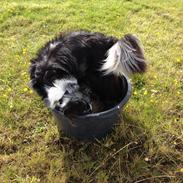 Blanding af racer Charlie