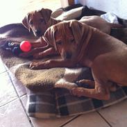 Rhodesian ridgeback Enzo