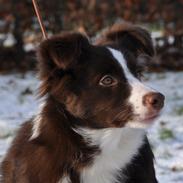 Border collie Kian Star Klaudia