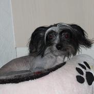 Chinese crested hårløs Diva