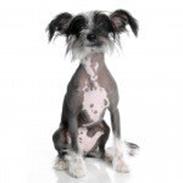 Chinese crested hårløs Diva