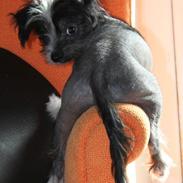 Chinese crested hårløs Diva