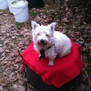 West highland white terrier Lady <3