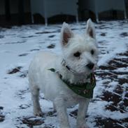 West highland white terrier Pjuske |LilleHunden| Min soulmate <3