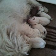 West highland white terrier Lady <3