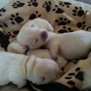West highland white terrier Lady <3