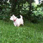 West highland white terrier Lady <3