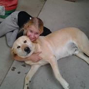 Labrador retriever R.I.P. Finn Holger