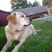 Labrador retriever R.I.P.  Finn Holger