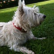 West highland white terrier Lady <3