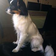 Papillon Maggie