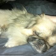 Pekingeser Jason