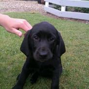 Labrador retriever Pussi