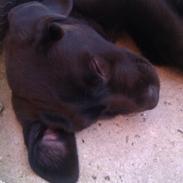 Labrador retriever Pussi