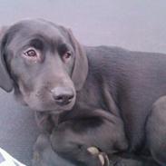 Labrador retriever Pussi