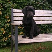 Labrador retriever Pussi