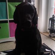 Labrador retriever Pussi