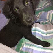 Blanding af racer Zoey