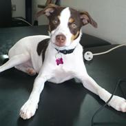 Dansk svensk gaardhund Mille