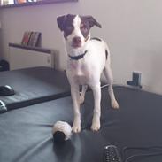 Dansk svensk gaardhund Mille