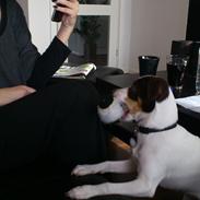 Dansk svensk gaardhund Mille