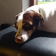 Dansk svensk gaardhund Mille