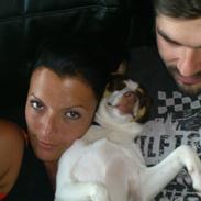 Dansk svensk gaardhund Mille