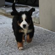 Berner sennenhund STORM