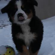 Berner sennenhund STORM