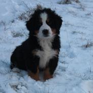 Berner sennenhund STORM
