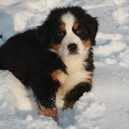Berner sennenhund STORM