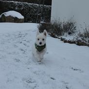 West highland white terrier Pjuske |LilleHunden| Min soulmate <3