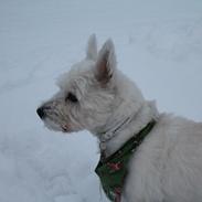 West highland white terrier Pjuske |LilleHunden| Min soulmate <3