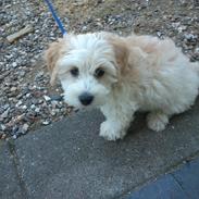 Blanding af racer Buster