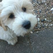 Blanding af racer Buster