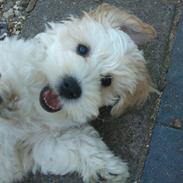 Blanding af racer Buster