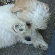 Blanding af racer Buster