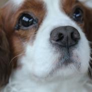 Cavalier king charles spaniel Chico HIMMELHUND