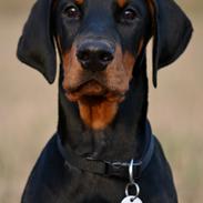 Dobermann Proud Danish Eye Of Casanova