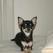 Chihuahua Daisy