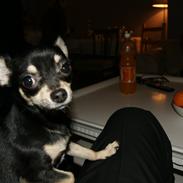 Chihuahua Daisy