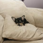 Chihuahua Daisy