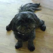 Shih tzu Emma