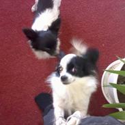 Blanding af racer Keld chihuahua/papillon