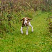 Bracco italiano Fedtmule