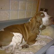 Bracco italiano Fedtmule