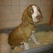 Bracco italiano Fedtmule