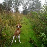 Bracco italiano Fedtmule