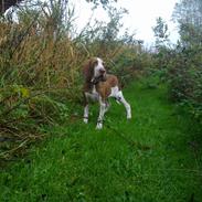Bracco italiano Fedtmule