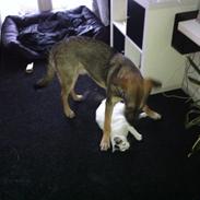 Blanding af racer Null